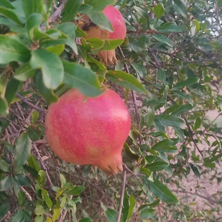 Castello Del Piraino - Nel Cuore Della Sicilia *